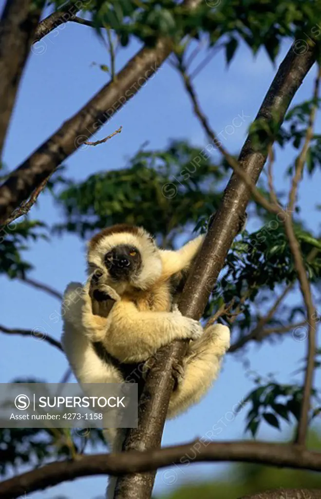 Verreaux'S Sifaka Propithecus Verreauxi Scratching Its Head On A Branch In Madagascar