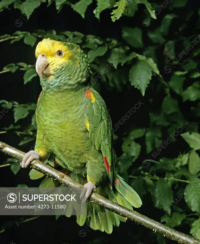 Yellow-Headed Parrot Amazona Oratrix, Adult Standing On Branch