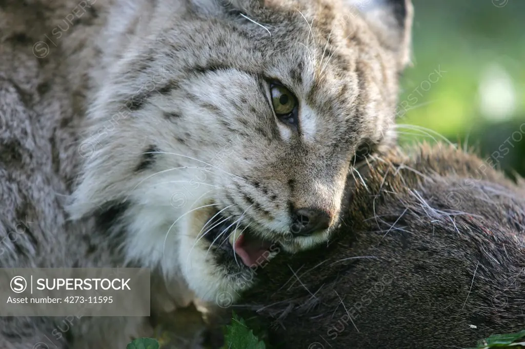 European Lynx Felis Lynx, Adulte With A Roe Deer Kill