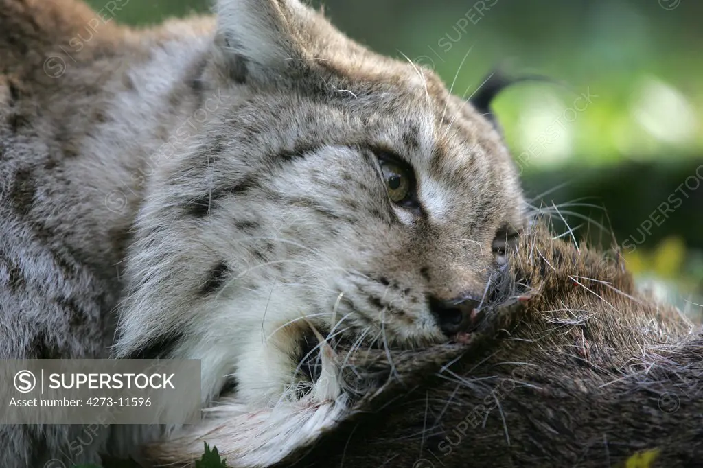 European Lynx Felis Lynx, Adult Eating On Roe Deer Kill