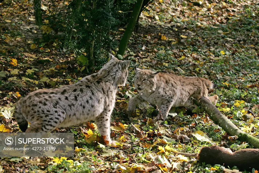 European Lynx Felis Lynx, Threat Posture Near A Roe Deer Kill