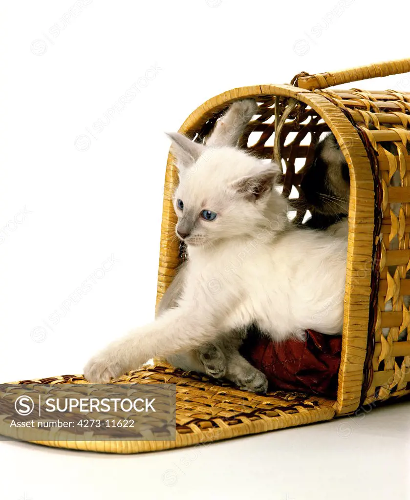 Balinese Domestic Cat, Kitten In Basket