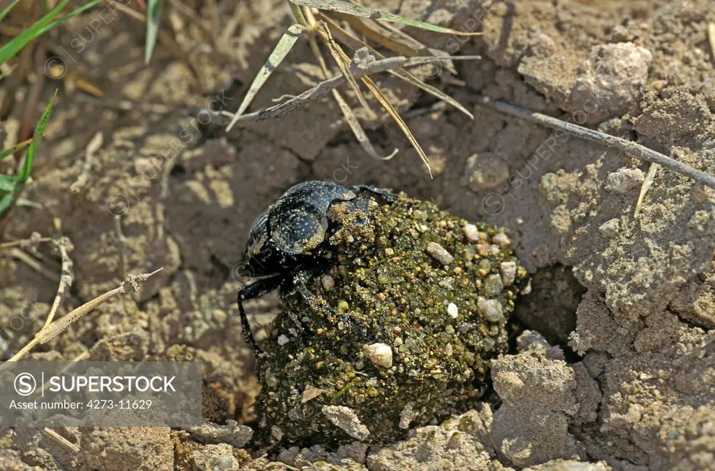 Dung Beetle, Rolling Dung Ball, Kenya