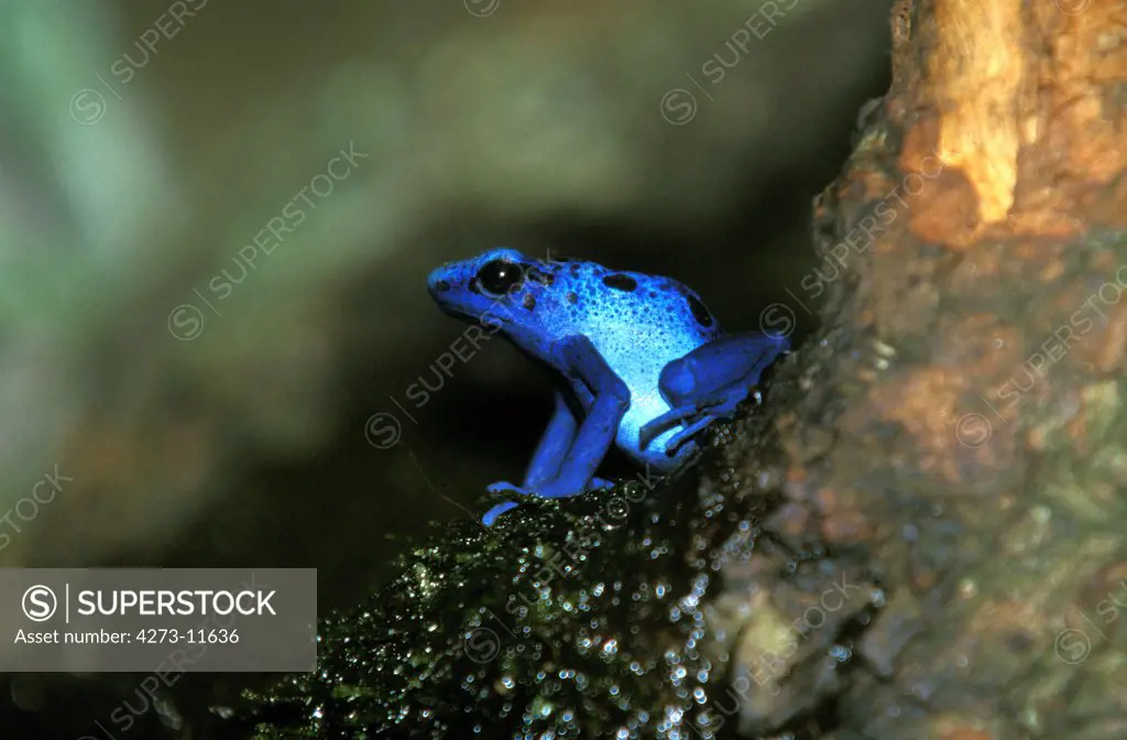 Blue Poison Frog Dendrobates Azureus