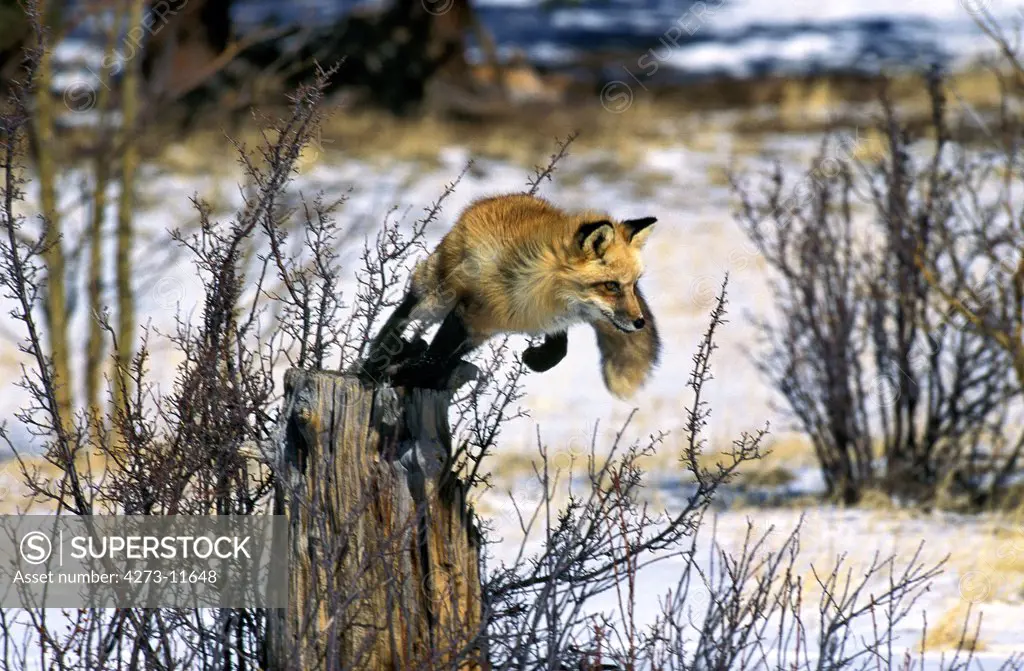 Red Fox Vulpes Vulpes, Adult Leaping From Tree Trunck, Canada