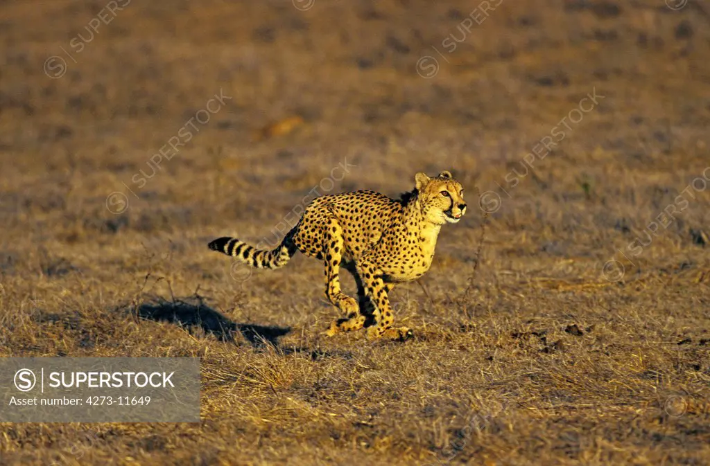 Cheetah Acinonyx Jubatus, Adult Running, Masai Mara Park, Kenya