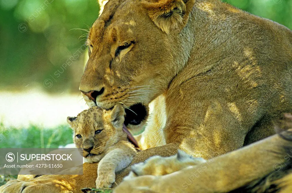 African Lion Panthera Leo, Mother Licking Baby