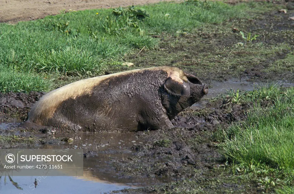 Pig Having Mud Bath
