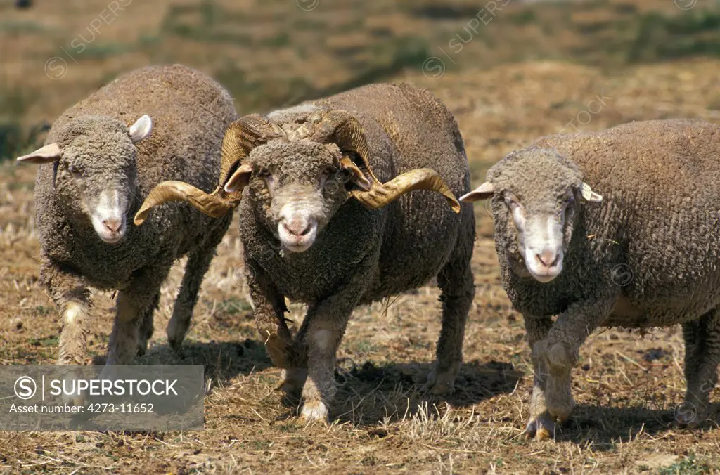 Sheep Merinos D'Arles, Ram With Ewes, A French Breed