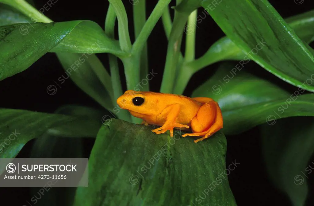 Golden Mantella Frog Mantella Aurantiaca, Adult Standing On Leaf, Madagascar