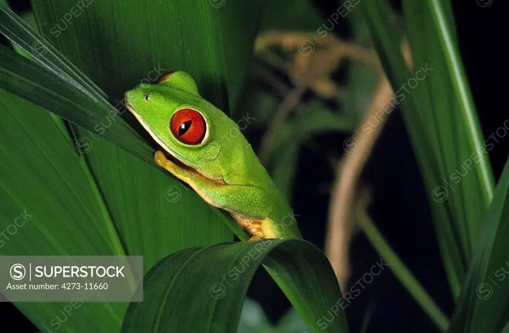 Red-Eyed Tree Frog Agalychnis Callidryas, Adult Standing On Leaf
