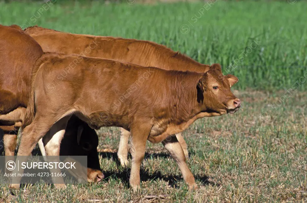 Limousin, Calf And Cow