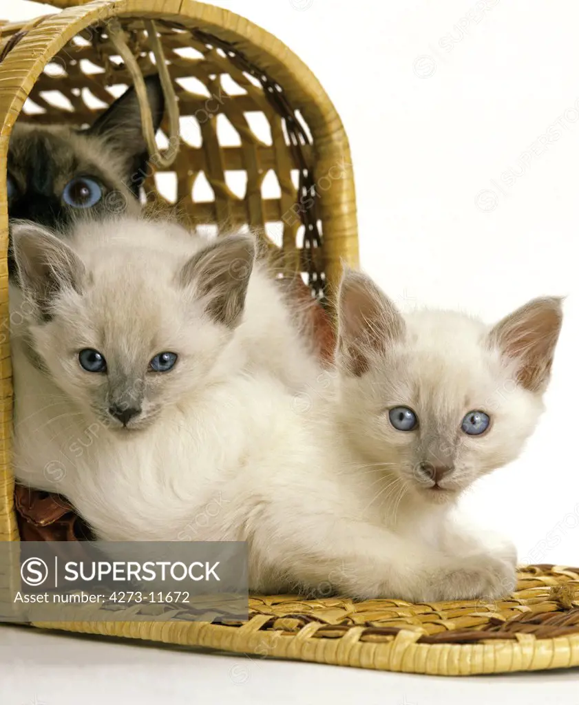 Balinese Domestic Cat, Mother With Kitten In Basket