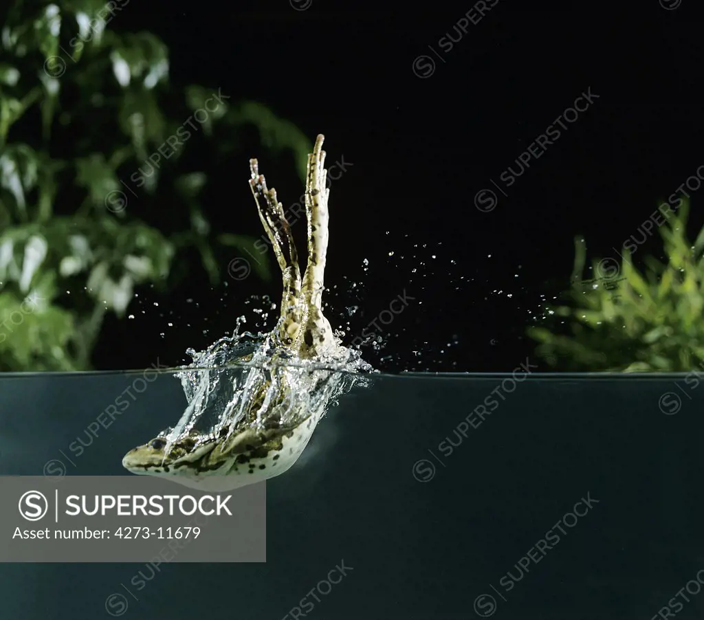 Edible Frog Or Green Frog Rana Esculenta, Adult Leaping Into Water