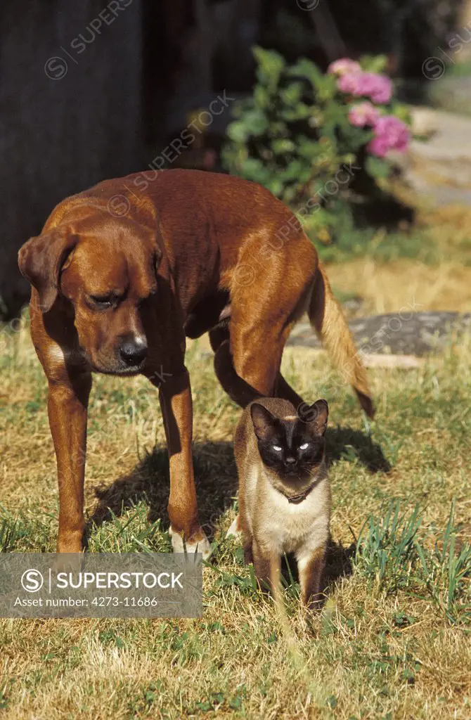 Seal Point Siamese Domestic Cat With Rhodesian Ridgeback Dog