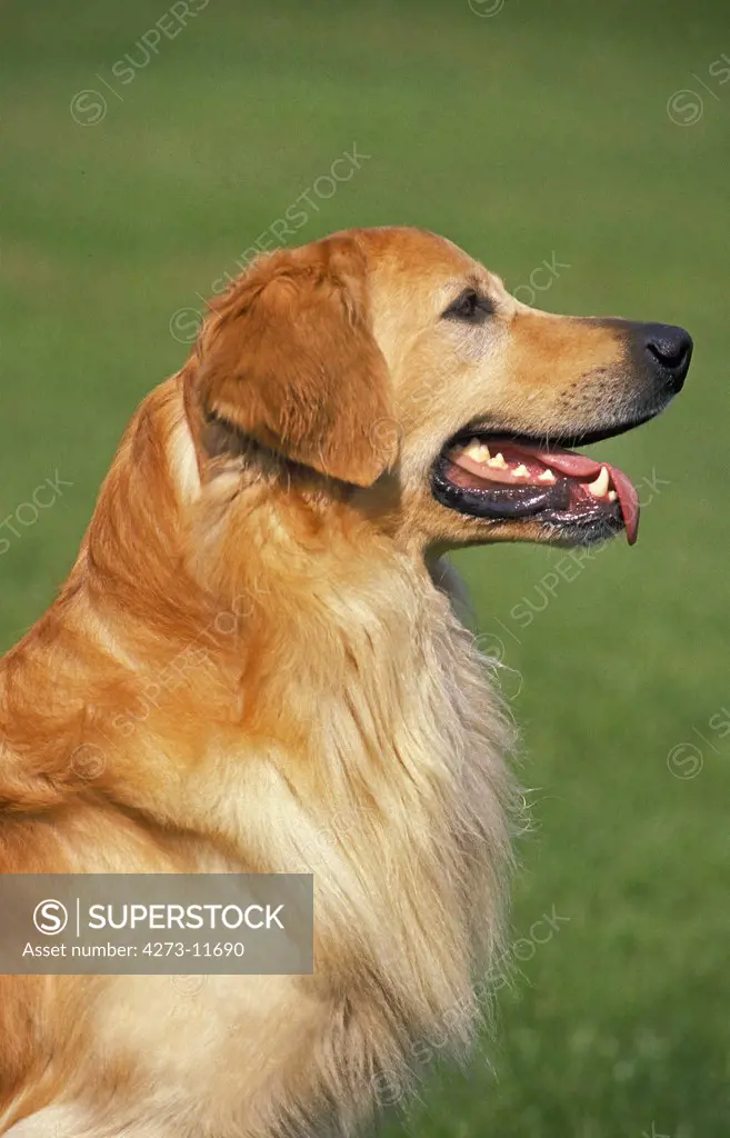 Hovawart Dog, Portrait Of Adult
