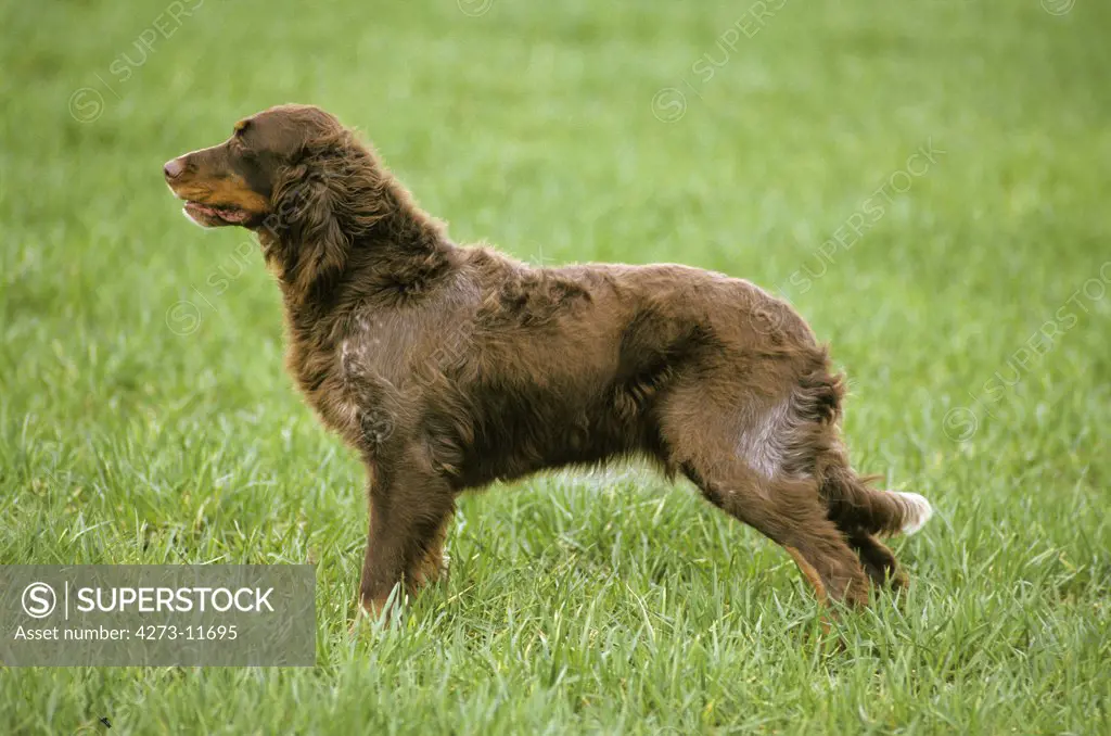 Picardy Spaniel Dog, Adult Standing In Field