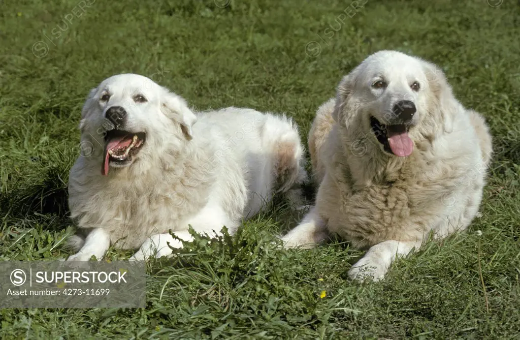Great Pyrenees Dog Or Pyrenean Mountain Dog, Adults Laying On Grass