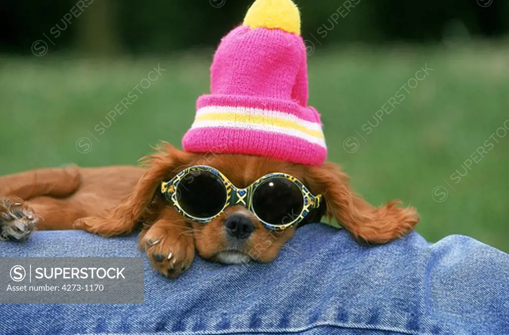Cavalier King Charles Spaniel With Bonnet And Sunglasses