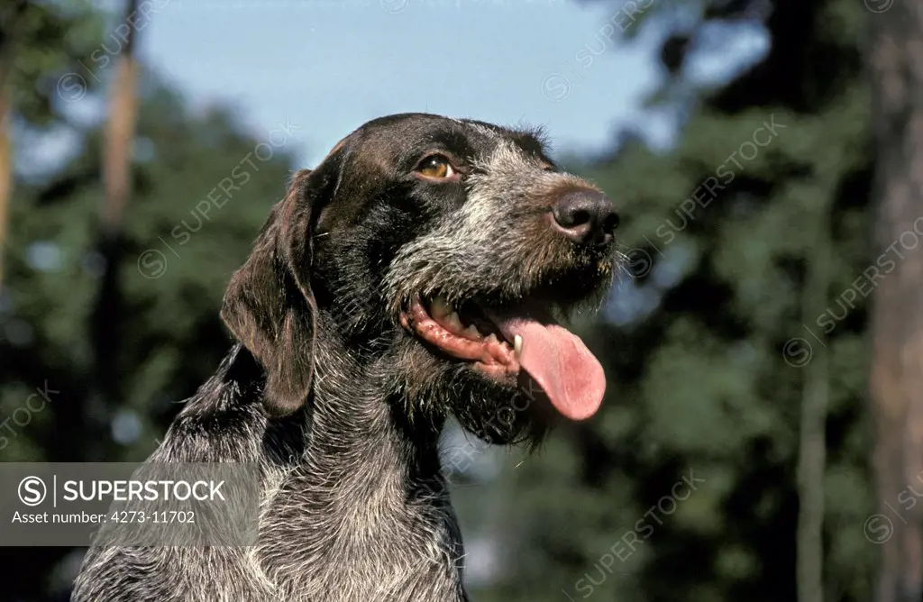 German Wire-Haired Pointer Or Drathaar Dog, Portrait Of Adult With Tongue Out