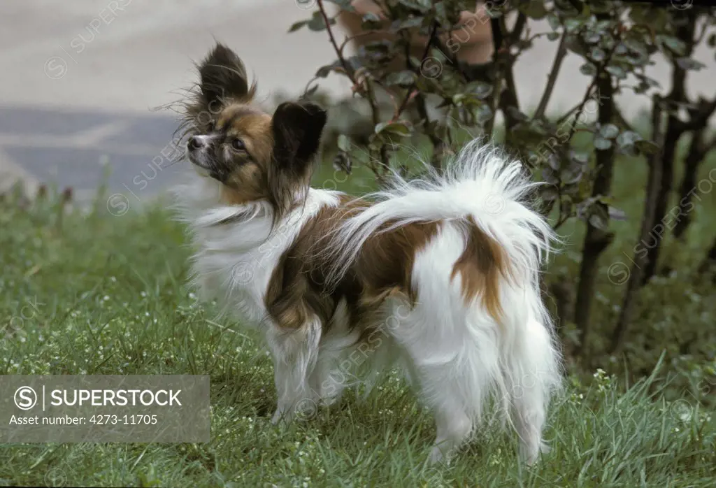 Papillon Dog Or Continental Toy Spaniel, Adult Standing On Grass