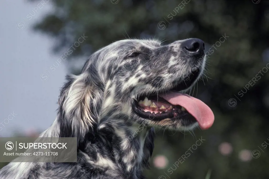 English Setter Dog, Portrait Of Adult With Opened Mouth