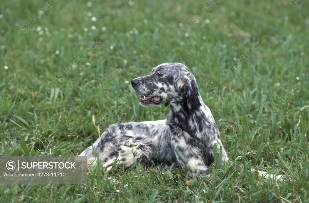 English Setter Dog, Adult Laying On Grass