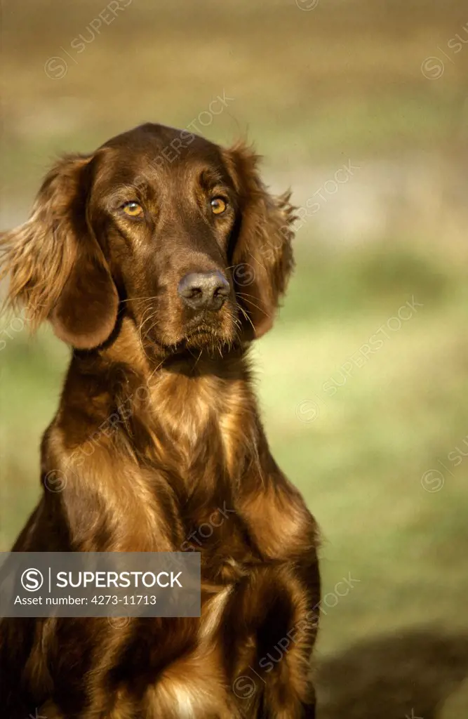 Irish Setter Or Red Setter Dog, Adult