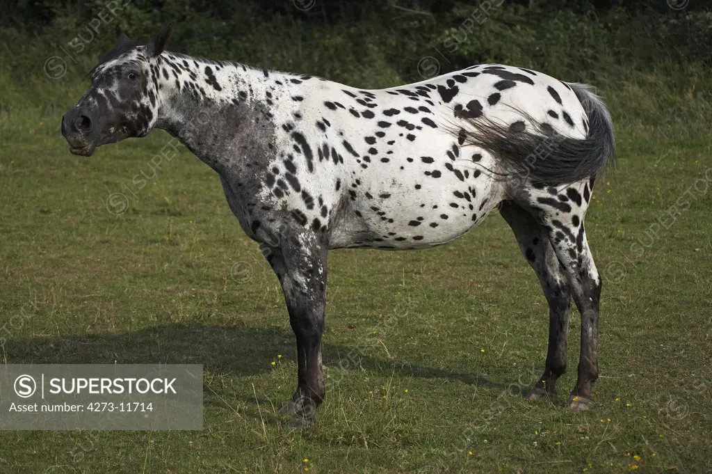 Appaloosa Horse, Adult Standing In Paddock