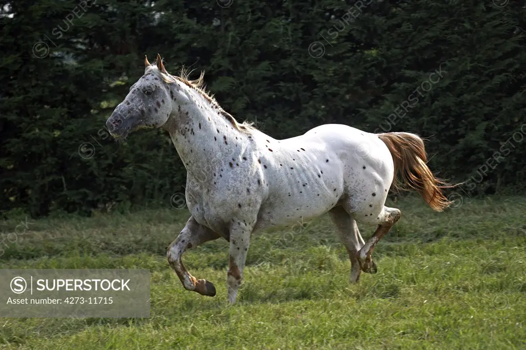 Appaloosa Horse, Adult Trotting In Paddock