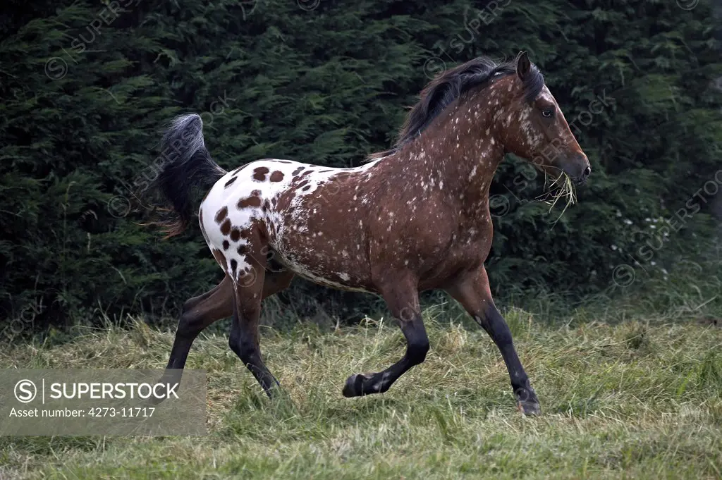 Appaloosa Horse, Adult Trotting In Paddock With Grass In Mouth