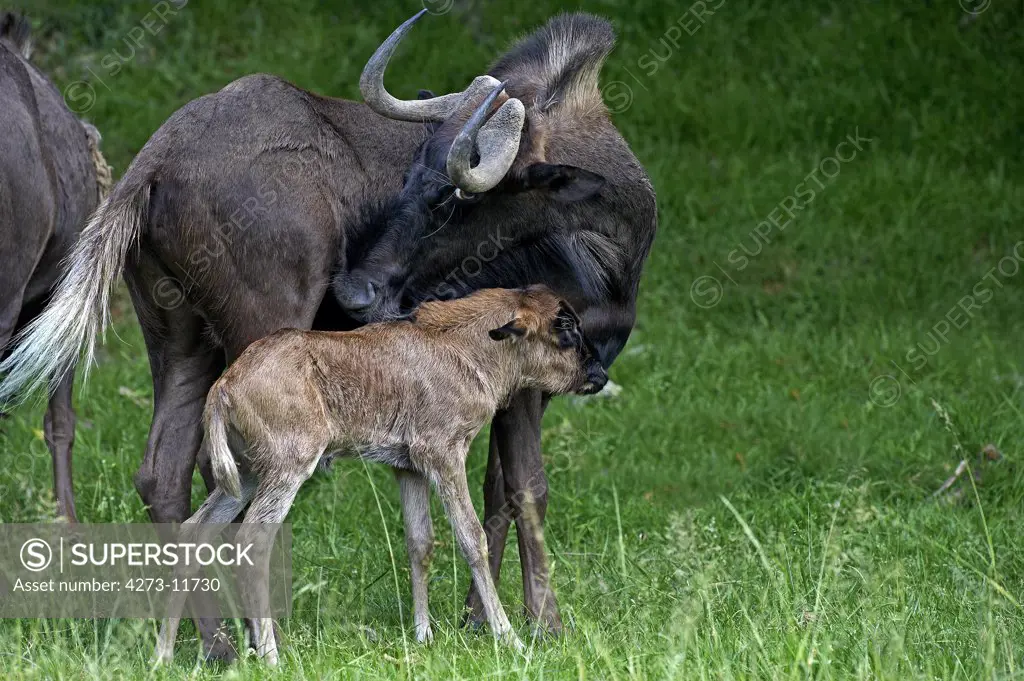 Black Wildebeest, Connochaetes Gnou, Female With Calf Standing On Grass