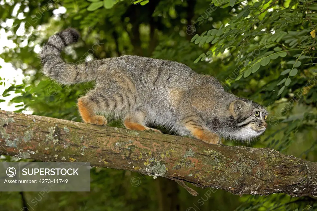 Manul Or Pallas'S Cat, Otocolobus Manul, Adult Walking On Branch