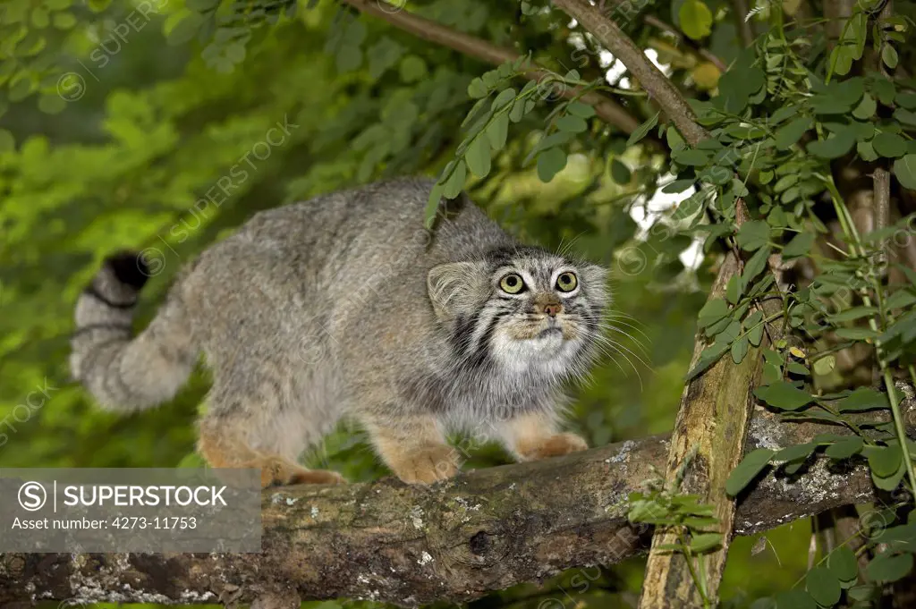 Manul Or Pallas'S Cat Otocolobus Manul, Adult On Branch