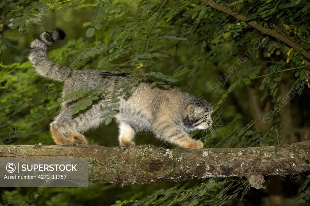 Manul Or Pallas'S Cat, Otocolobus Manul, Adult Walking On Branch