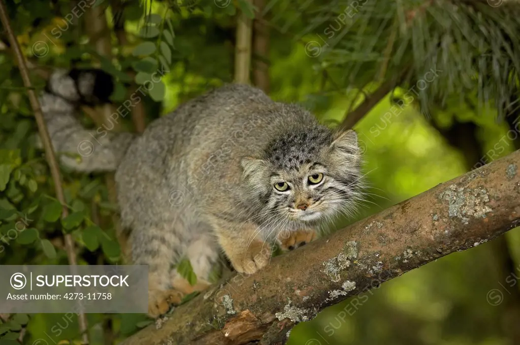 Manul Or Pallas'S Cat, Otocolobus Manul, Adult Standing On Branch