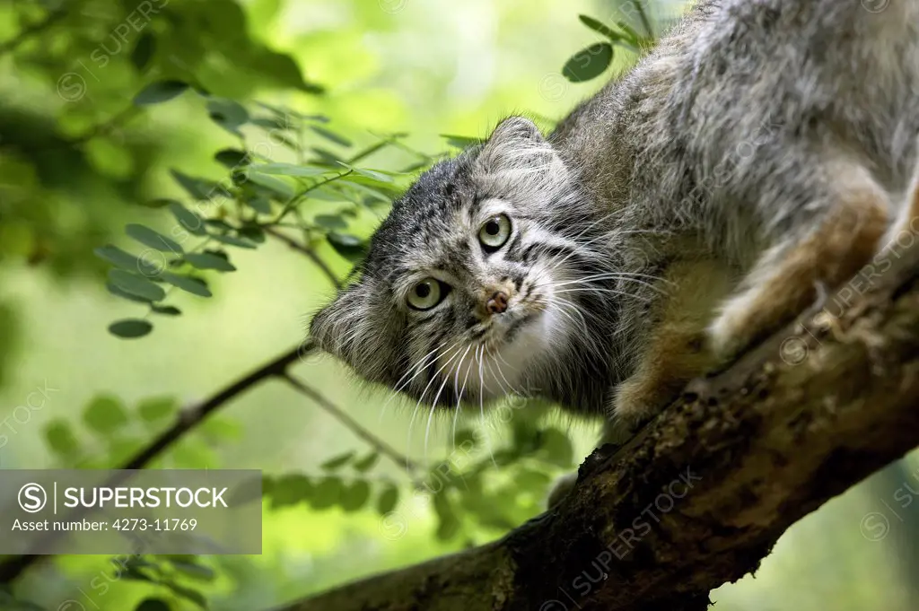 Manul Or Pallas'S Cat, Otocolobus Manul, Adult Standing On Branch