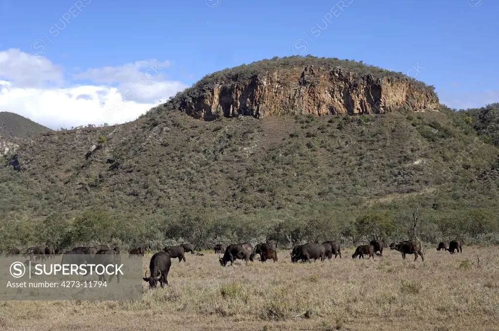 African Buffalo, Syncerus Caffer, Herd And Landscape, Hell'S Gate Park In Kenya