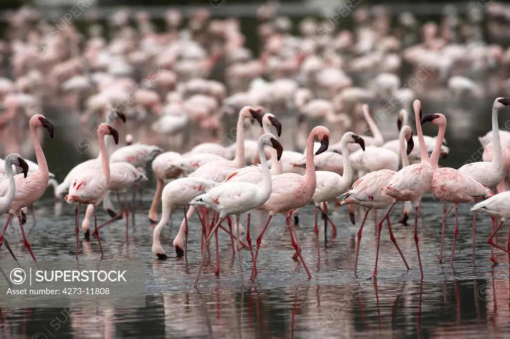 Lesser Flamingo, Phoenicopterus Minor, Colony At Nakuru Lake In Kenya