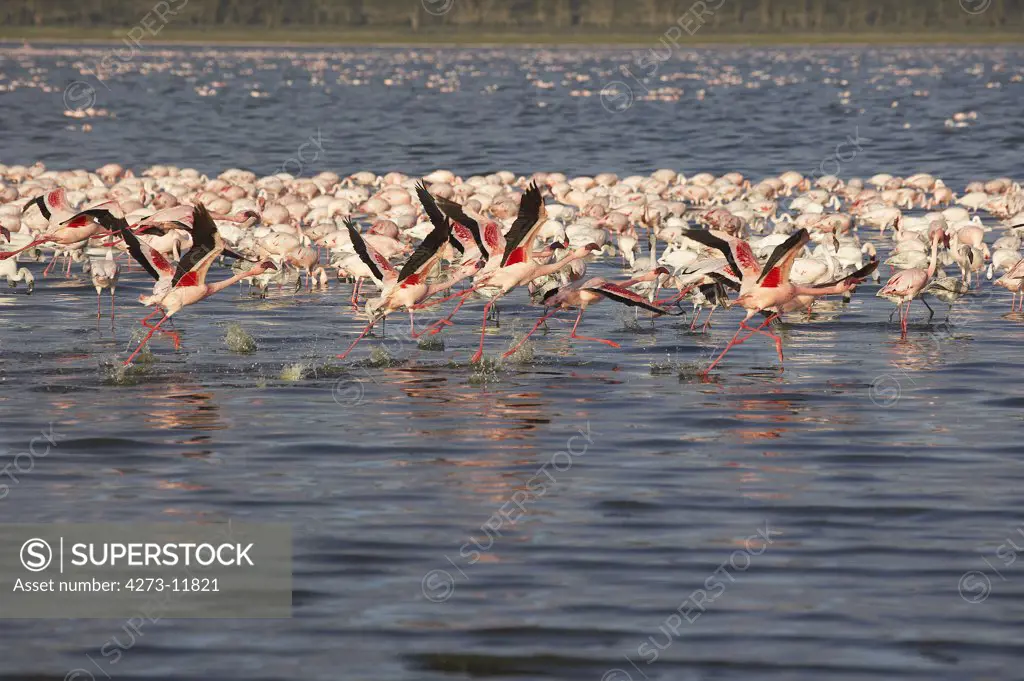 Lesser Flamingo, Phoenicopterus Minor, Adults In Flight, Colony At Nakuru Lake In Kenya