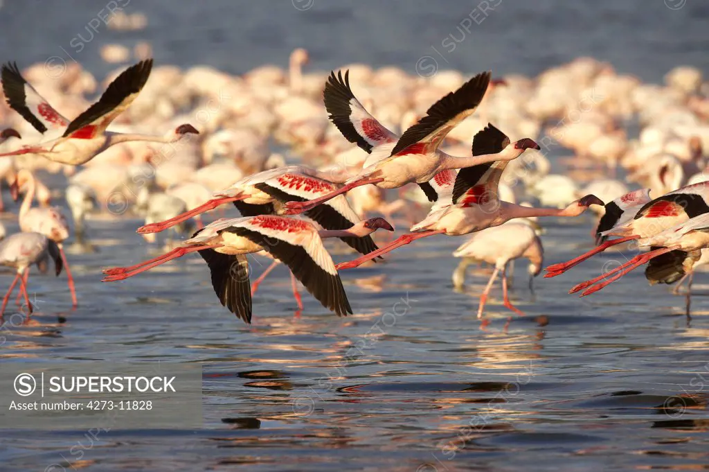 Lesser Flamingo, Phoenicopterus Minor, Adults In Flight, Colony At Nakuru Lake In Kenya