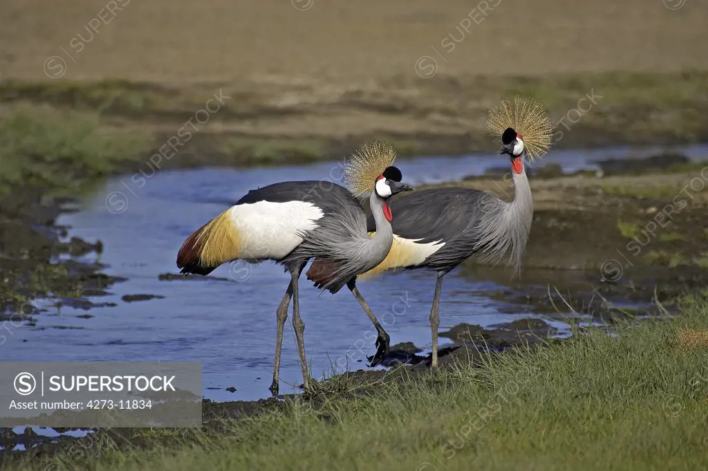 Grey Crowned Crane, Balearica Regulorum, Pair Standing Near Water, Nakuru Park In Kenya