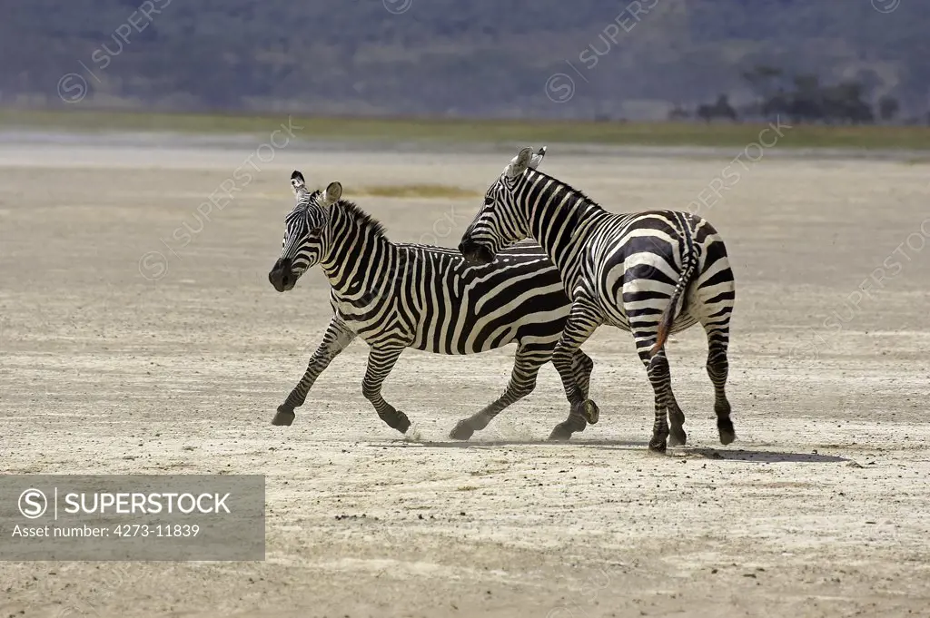 Grant'S Zebra, Equus Burchelli Boehmi, Adults At Nakuru Lake Park In Kenya