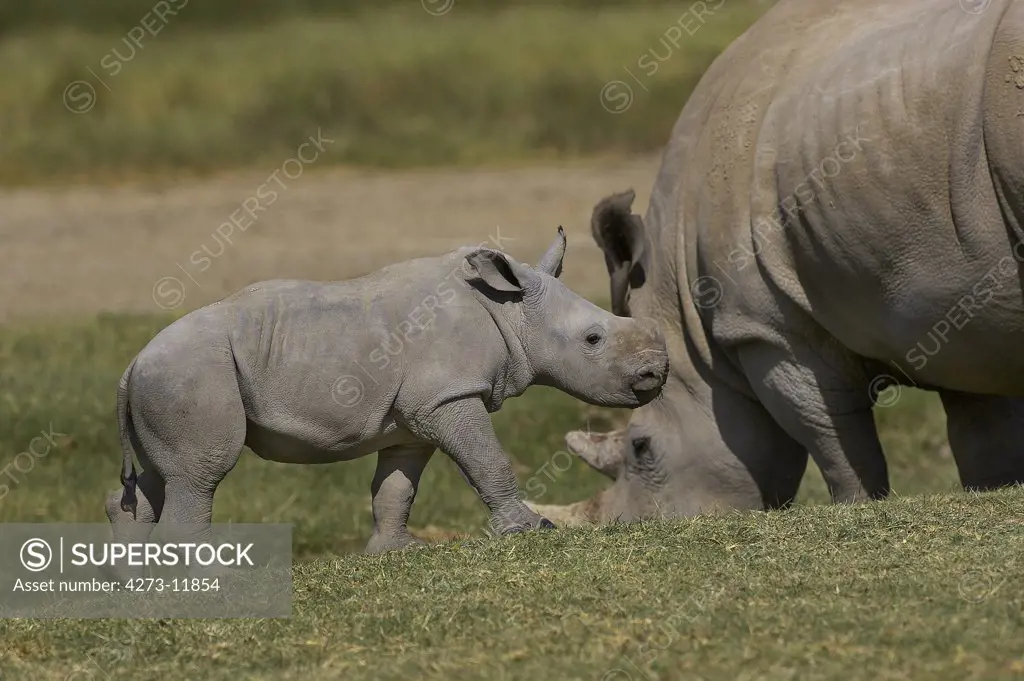 White Rhinoceros, Ceratotherium Simum, Female With Calf, Nakuru Park In Kenya