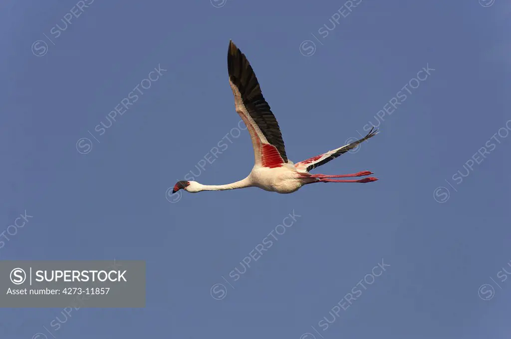 Lesser Flamingo Phoenicopterus Minor, Adult In Flight, Nakuru Lake In Kenya