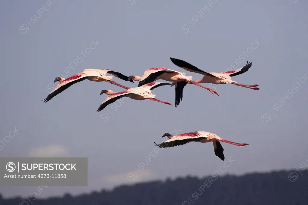 Lesser Flamingo Phoenicopterus Minor, Group Of Adults In Flight, Nakuru Lake In Kenya