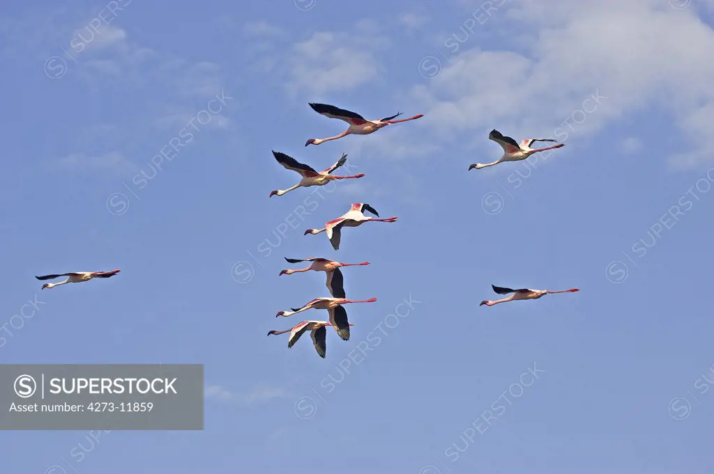 Lesser Flamingo Phoenicopterus Minor, Group In Flight, Nakuru Lake In Kenya