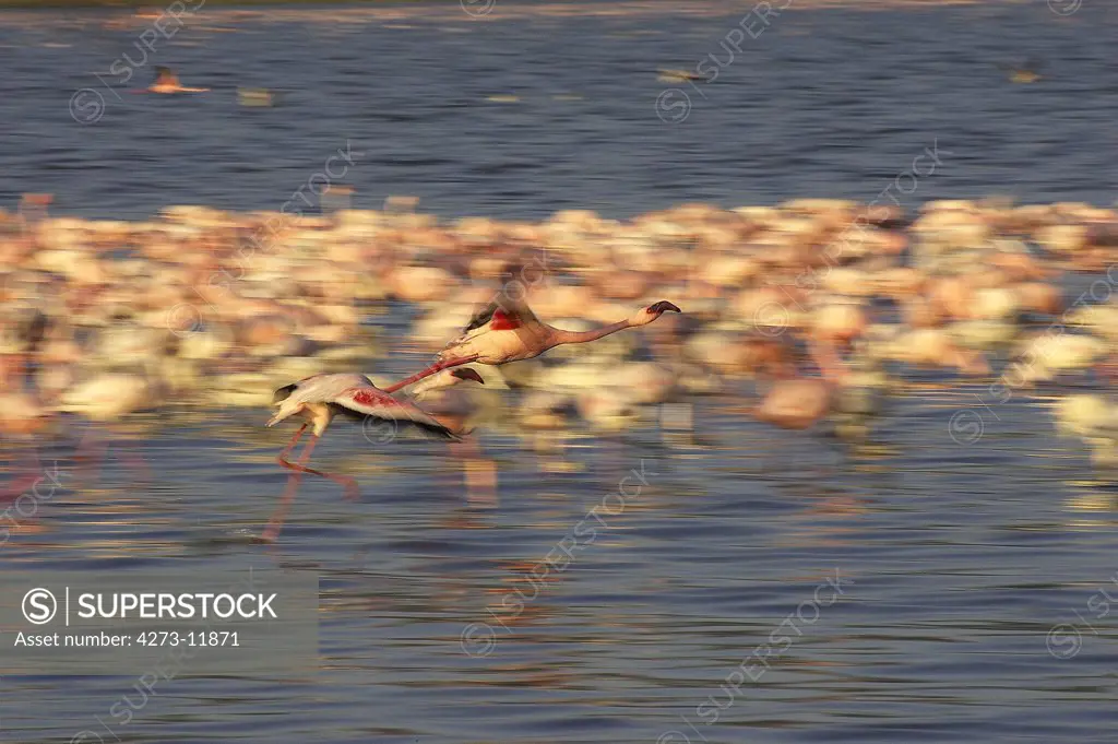Lesser Flamingo Phoenicopterus Minor, Colony At Nakuru Lake, Kenya