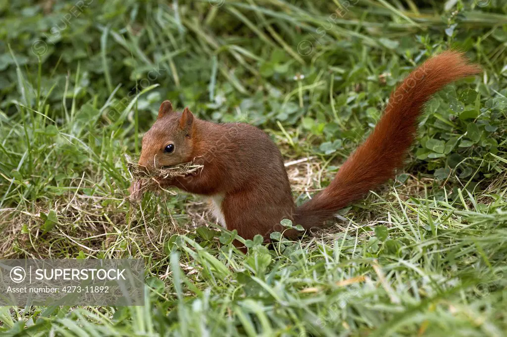 Red Squirrel, Sciurus Vulgaris, Adult With Grass In Mouth, Building Nest, Normandy