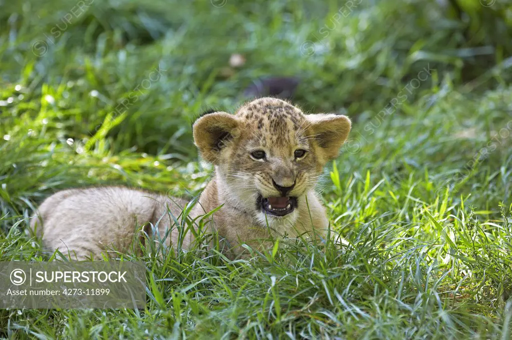 African Lion Panthera Leo, Baby Laying Down In Grass
